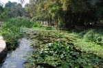 Lotos en los jardines de Lodi, Delhi.