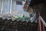 Gato en el tejado. Xiam. China