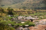 elefantes en el río
mara elefante rio