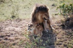 Pasión salvaje
leon leona leones copula mara