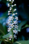 Flor del Lauro y abeja
lauro abeja flor