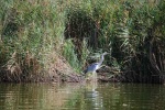 Garza en la Albufera
Valencia Albufera garza
