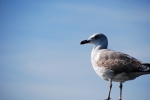 Gaviota
Valencia Albufera gaviota