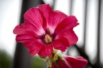 Hibisco en Chartres