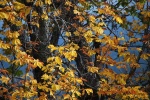 Otoño
Segovia San Ildefonso Granja Palacio otoño hojas