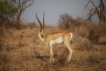 Impala
Kenia Mara Antilope