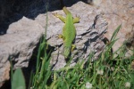 Lagarto verde, en Austria