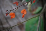 Flor naranja