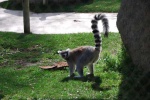 Lemur
Lemur