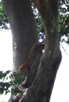 Leopardo saltando