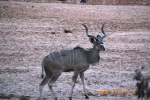 Lesser Kudu
Kenia Mara Antilope