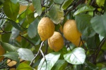 limones
limon fruta
