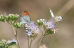 Mariposas
Mara mariposa