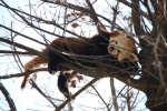 Siesta
España Madrid Zoo Panda Rojo