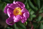 Peonia
peonia