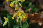 The spring primrose