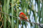 Pájaro rojo. Invernaderos de Schonbrum, Viena
Austria Viena Shombrun invernadero churrinche