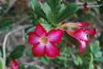 Rosa del desierto. En Guedi, Israel.