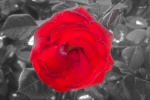 Rosa roja
rosa flor