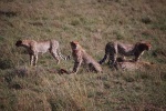 three cheetahs