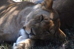 Una buena siesta
leon Leon