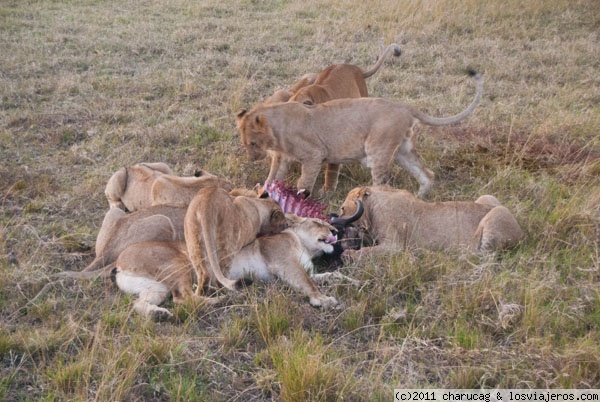 Un montón de leones
Muy de mañana (serían las 6,30) avistamos una manda con varias hembras y muchos cachorros que estaban comiendo un ñu. Me hizo gracia verlos así, tan juntos, todos amontonados
