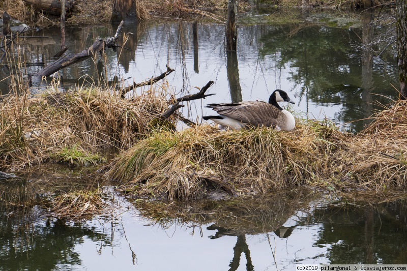 Día 9: Ottawa-Parc Omega-Ottawa (170 Km) - CANADA ESTE POR LIBRE (ABRIL 2018) (6)