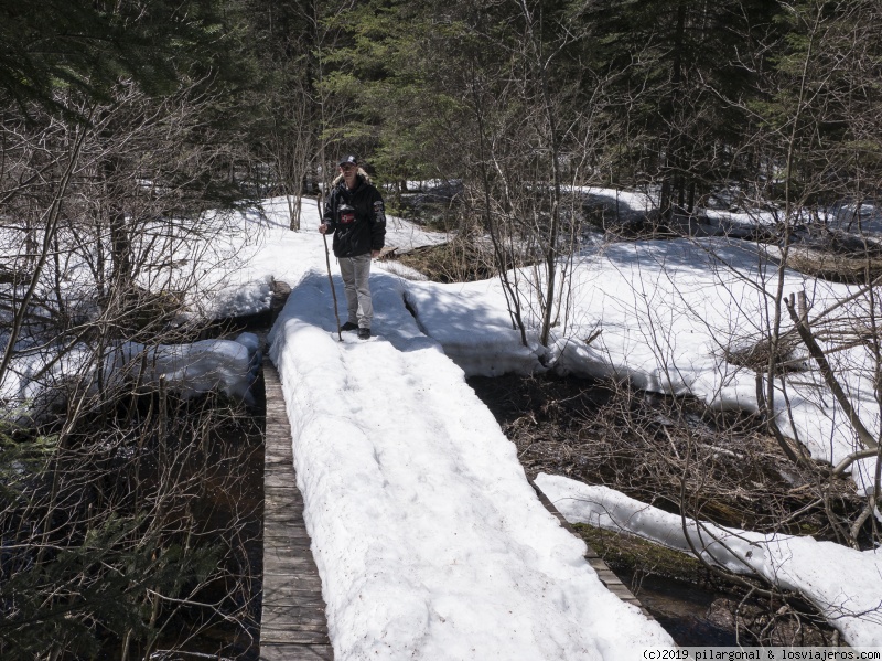 Día 11: Barry's Bay - Algonquin Park - Toronto (398 Km) - CANADA ESTE POR LIBRE (ABRIL 2018) (5)