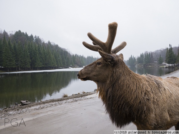 Wapiti
Wapiti en Omega Park
