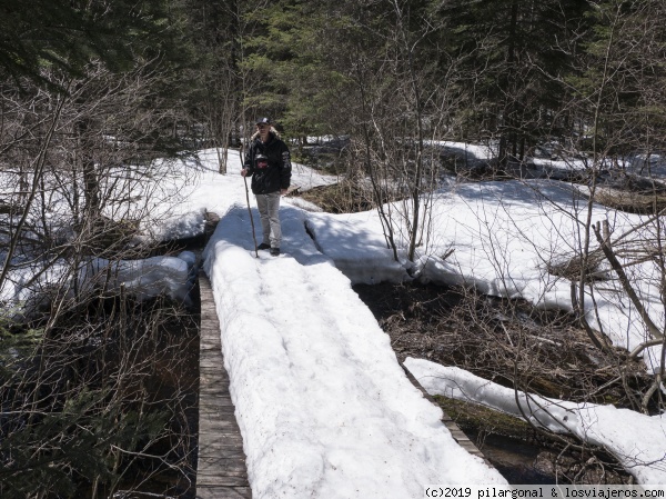 Beaver Pond
Ruta de senderismo en Algonquin Park, 30 de Abril de 2018
