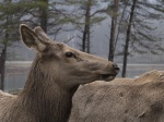 Día 9: Ottawa-Parc Omega-Ottawa (170 Km)