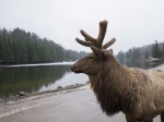 Wapiti
Wapiti, Omega, Park