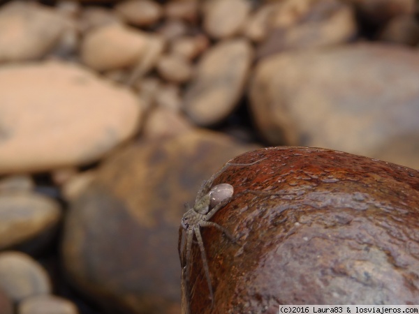 Reserva del Manú
Compañeras de paseo
