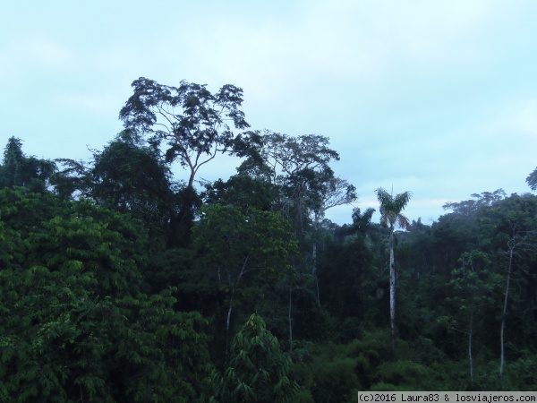Reserva del Manú
La selva desde la plataforma de observación de aves
