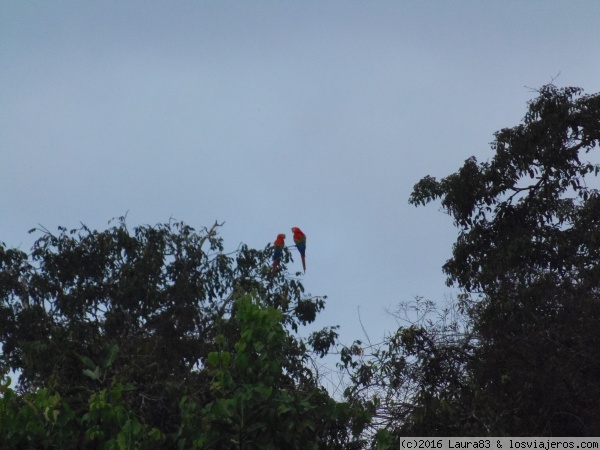 Reserva del Manú
Periquitos
