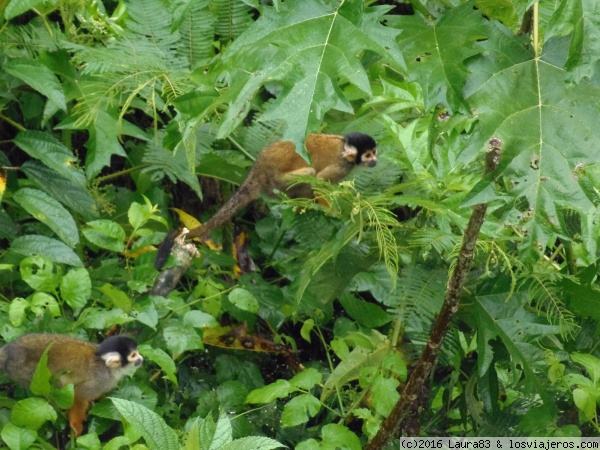 A tres (mil) metros sobre el suelo - Blogs de Peru - Paseo por la selva peruana (13)