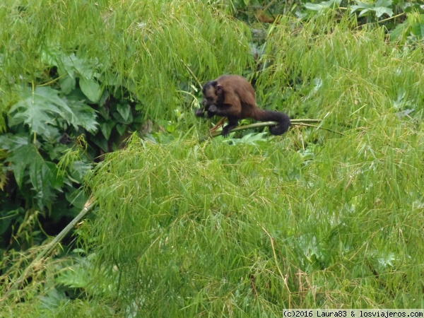 A tres (mil) metros sobre el suelo - Blogs de Peru - Paseo por la selva peruana (14)