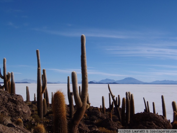 Salar de Uyuni
Cactus en la isla Incahuasi
