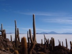 Salar de Uyuni
Salar, Uyuni, Cactus, Incahuasi, isla