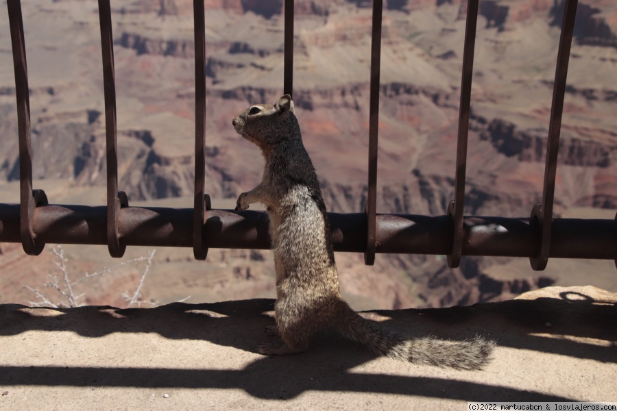 Costa Oeste EEUU y Yellowstone en 31 días - Blogs de USA - DÍA 7: GRAND CANYON NP (1)