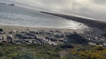 elephant seal vista point