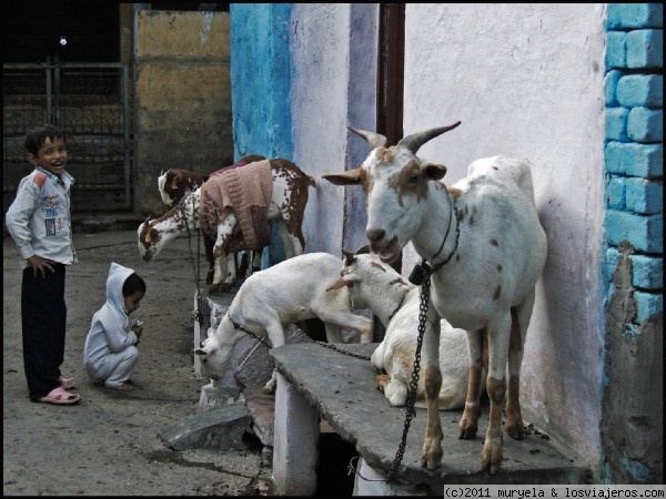 Cabras en las calles de Agra
Me encantaría tener una cabra para ponerle una camiseta
