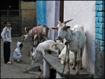 Cabras en las calles de Agra