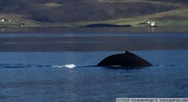 Ballenas
Avistamiento de ballenas en el fiordo Eyjafjördur. Dejarse llevar y disfrutar viéndolas emerger como seres miticos amenazados.
