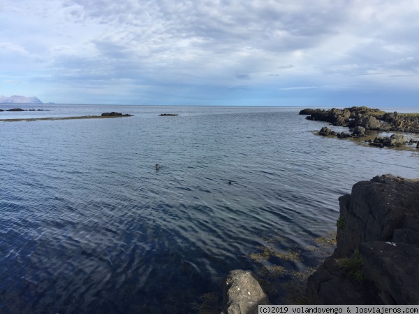 Focas en  Illugastadir, Península de Vatnsnes
En la playa de Illugastadir, en la península de Vatnsnes tras un corto paseo hay un mirador de focas con prismáticos. El sendero es particular y al principio donde esta la casa hay un baño y un aparcamiento.
