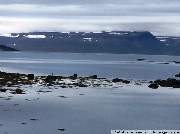 Focas en el Fiordo Skötufjordurlos
En los fiordos deloeste en el Skötufjordurlos, hay una antigua granja, Litibaer,  reconvertida en pequeño museo y cafetería,muy cerca se pueden ver focas y a lo lejos en la otra orilla el Glaciar Drangajokull.
