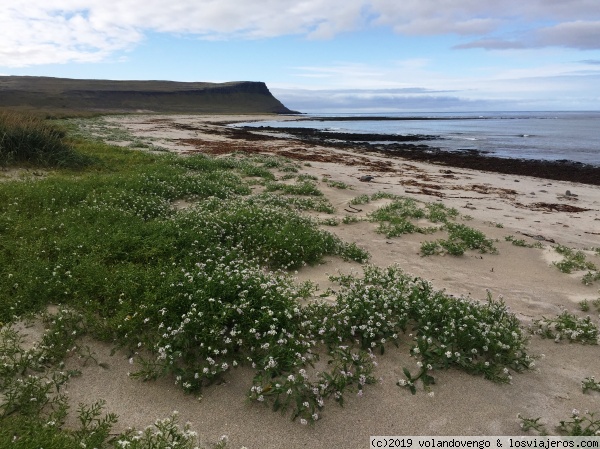 Playa de Breidavik
Hermosa playa de arena clara  en la peninsula de Látrabjarg. Fiordos del oeste
