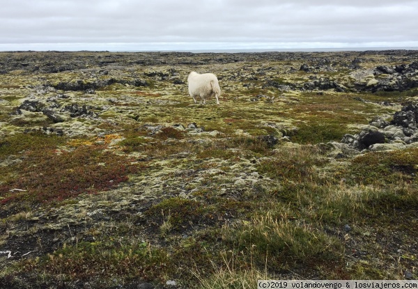 Campos de lava de la antigua granja Gufuskalar
En estos campos de lava cerca de la costa de Svortuloft en la Península de Snaefellsjokull, las ovejas saben esquivar las grandes grietas que aquí hay
Campos de lava de la antigua granja Gufuskalar
En estos campos de lava cerca de la costa de Svortuloft en la Península de Snaefellsjokull, las ovejas saben esquivar las grandes grietas que aquí hay