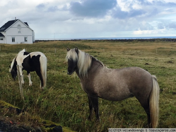 Caballos en Hafnir
En este desierto pueblo costero de la península de Reykjanes, hay aisladas casas, un ancla del barco fantasma que llegó sin tripulación en 1870 y hermosos caballos
