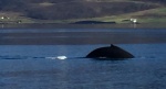 Ballenas
Ballenas, Avistamiento, Eyjafjördur, Dejarse, ballenas, fiordo, llevar, disfrutar, viéndolas, emerger, como, seres, miticos, amenazados